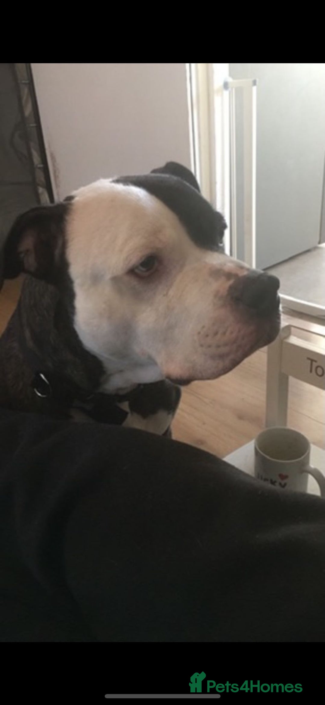 American Bulldog dogs for sale: American Bulldog  - Advert 6