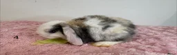 Mini Lop rabbits for sale: 12 Mini lop rabbits - Advert 9