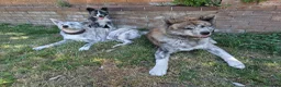 Japanese Akita Inu dogs for sale: Beautiful RKC akita puppies full pedigree  - Advert 26