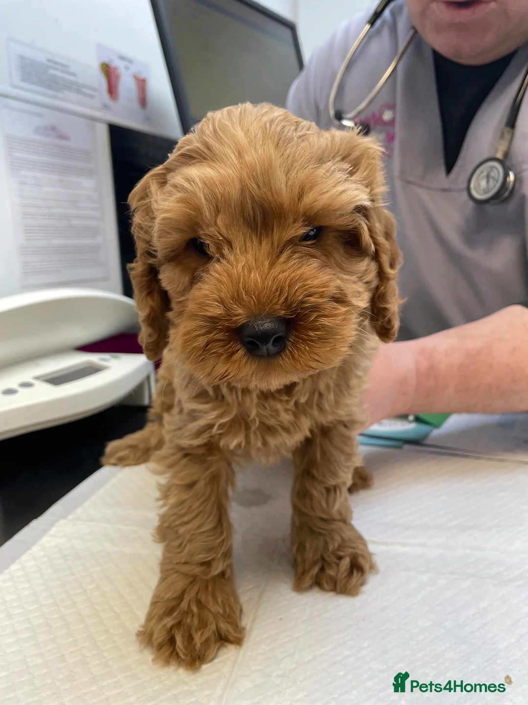 Cockapoo dogs for sale: Cockapoo pups - Advert 5