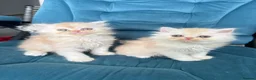 Persian cats for sale: Beautiful Persian Kittens Available forLovingHomes - Advert 17
