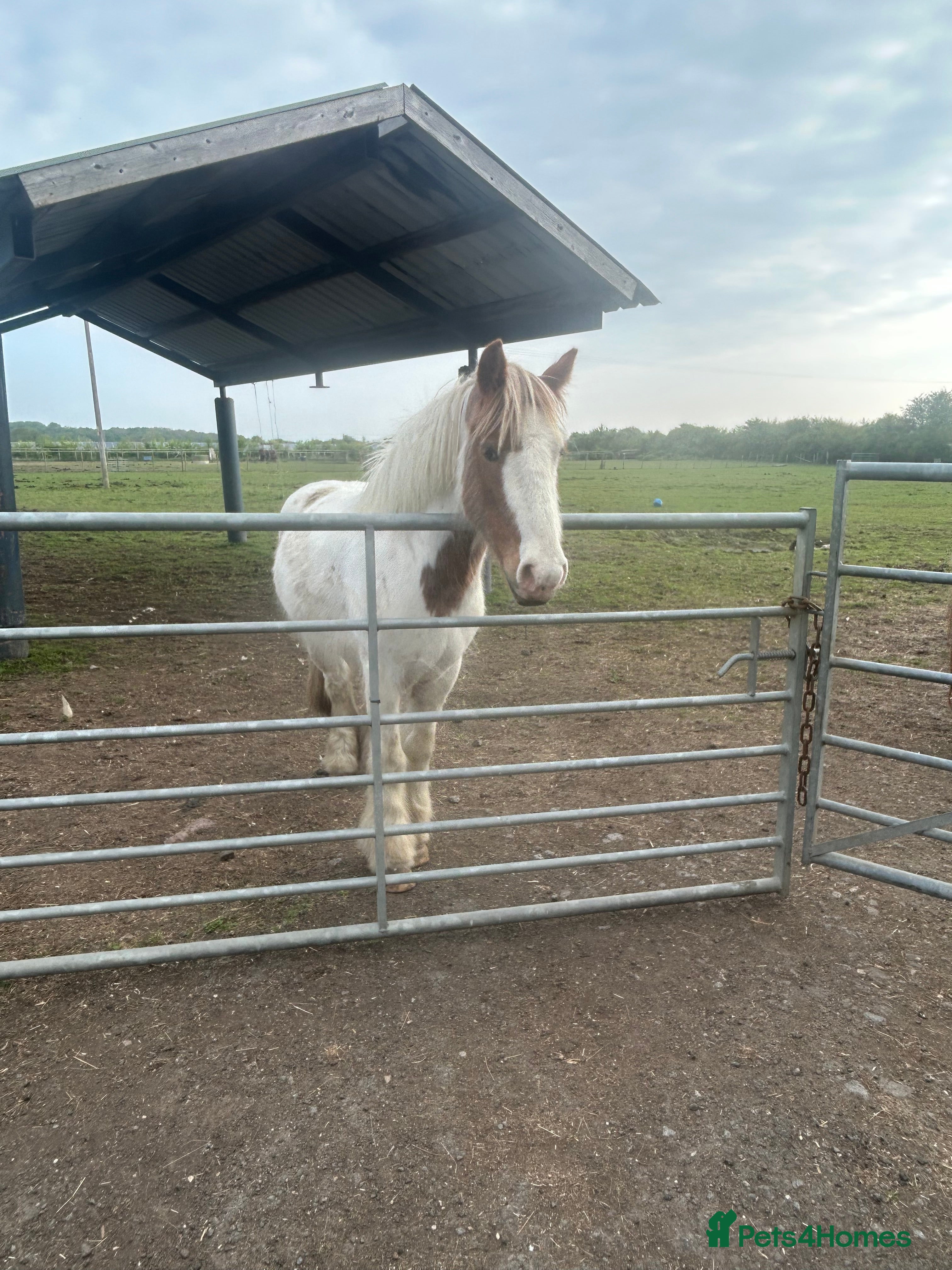 Other Breed horses Mini Cob for Sale  in Abingdon - Advert 18