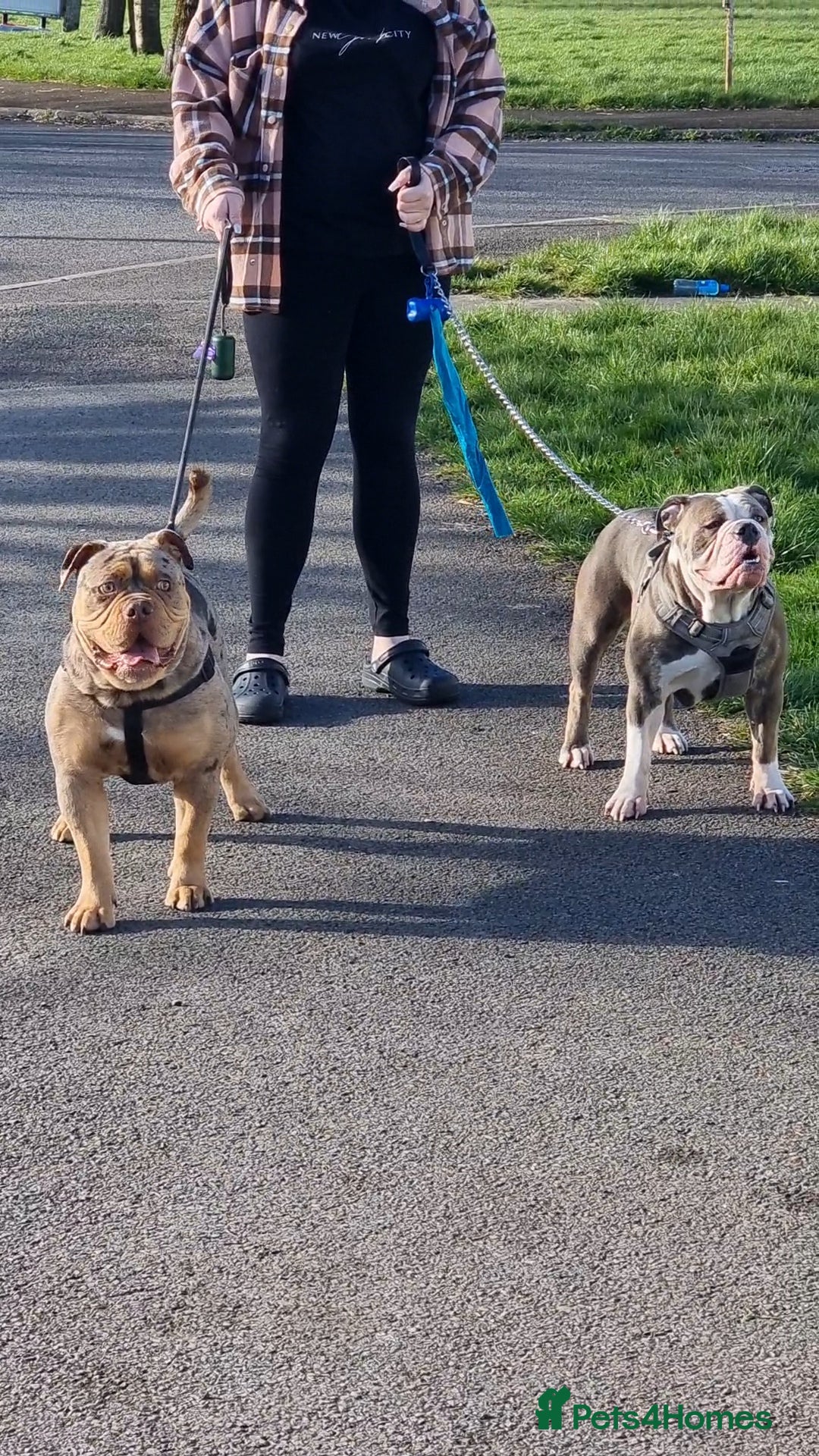 Olde English Bulldogge dogs Olde English bulldogge puppys - Advert 10