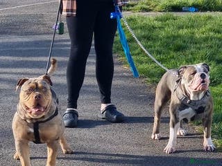 Olde English Bulldogge dogs Olde English bulldogge puppys - Advert 10