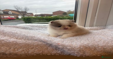 Pomeranian dogs - Advert 16