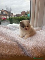 Pomeranian dogs - Advert 16