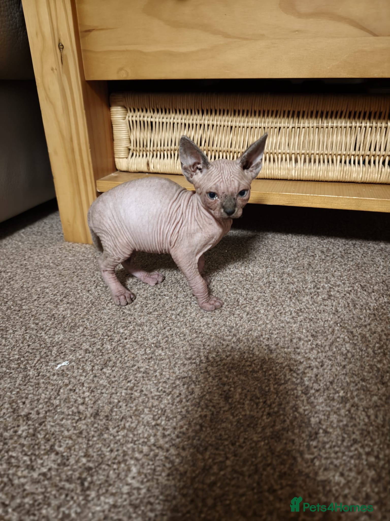 Sphynx cats for sale: Sphinx males - Advert 2