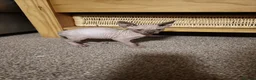 Sphynx cats for sale: Sphinx males - Advert 2