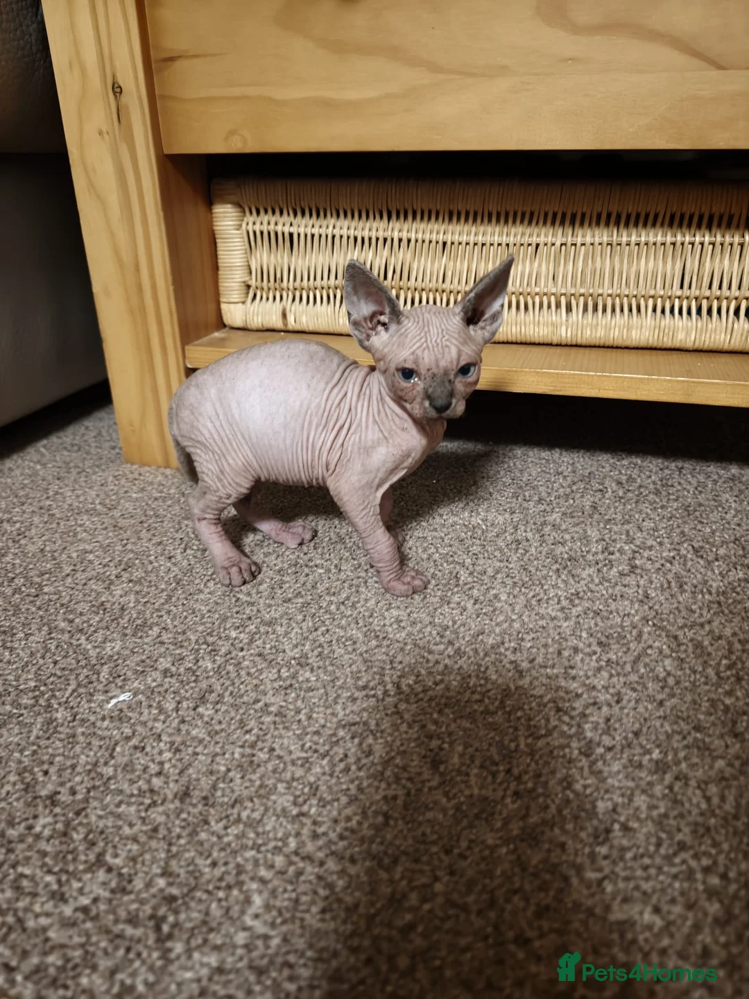 Sphynx cats for sale: Sphinx males - Advert 2
