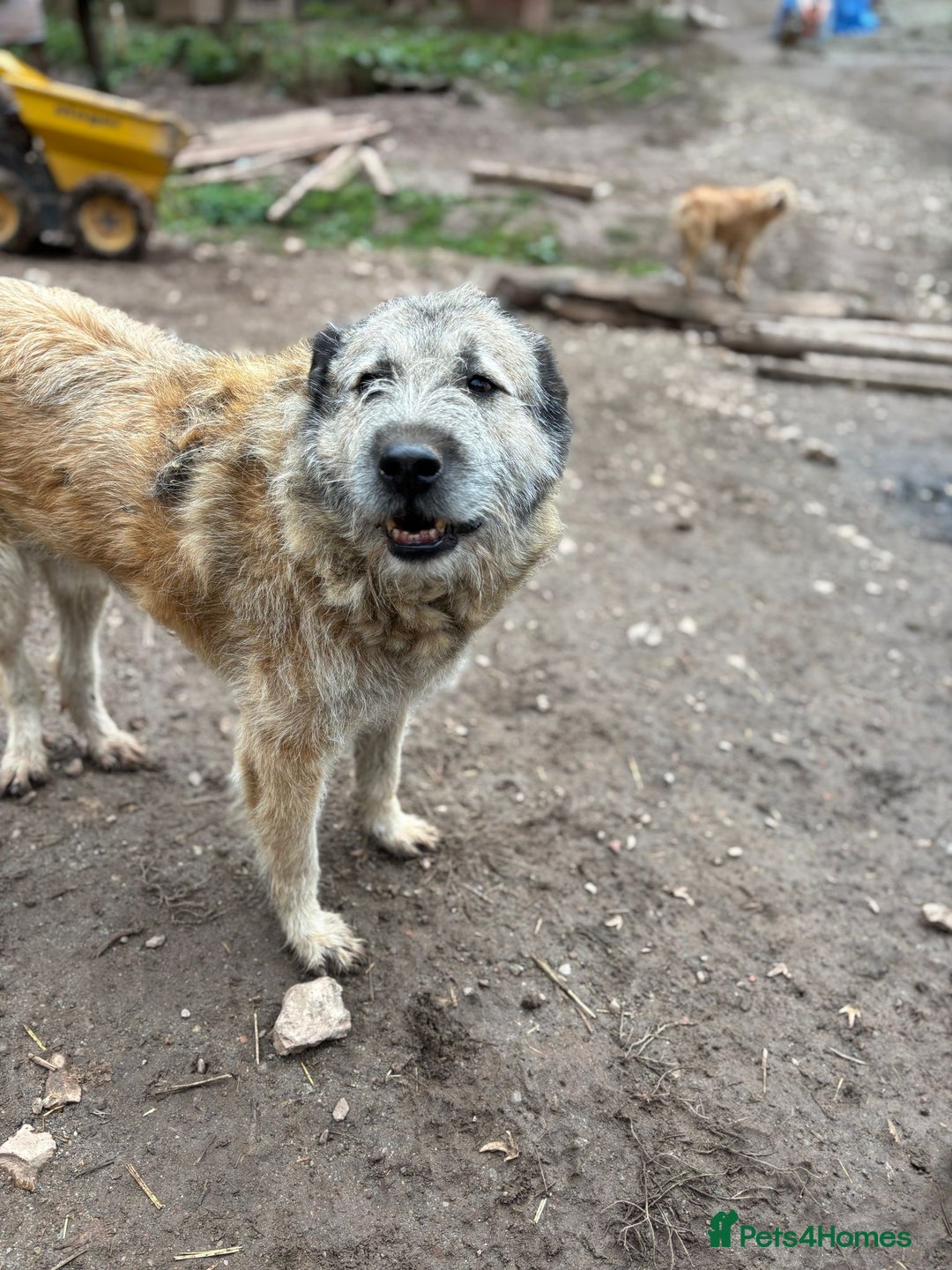 Mixed Breed dogs for adoption: Retired boy needs a family - Advert 6
