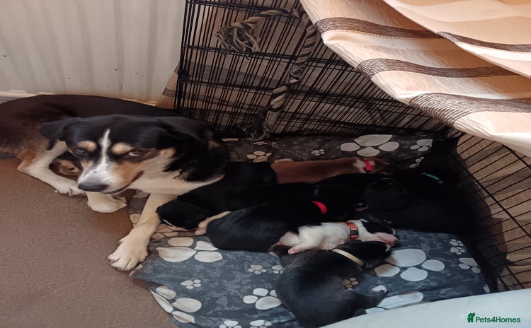 Mixed Breed dogs Husky mix Labrador  - Advert 2