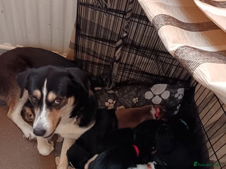 Mixed Breed dogs for sale: Husky mix Labrador - Advert 1