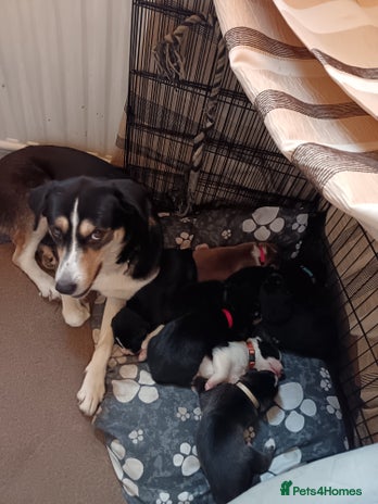 Mixed Breed dogs Husky mix Labrador - Advert 2