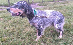 English Setter dogs for adoption: Whisky - Image 8
