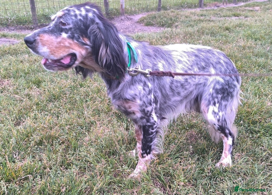 English Setter dogs for adoption: Whisky - Image 8