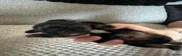 Mixed Breed dogs for sale: Pug/long haired mini dachshund  - Advert 4