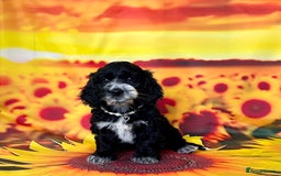 Cockapoo dogs for sale: ⭐️Rare Silver Phantom DNA CLEAR Mini F1 Cockapoos - Image 22