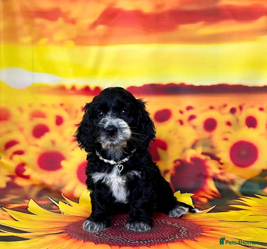 Cockapoo dogs for sale: ⭐️Rare Silver Phantom DNA CLEAR Mini F1 Cockapoos - Image 22