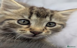 European cats for sale: Beautiful, friendly and playful kittens - Image 15