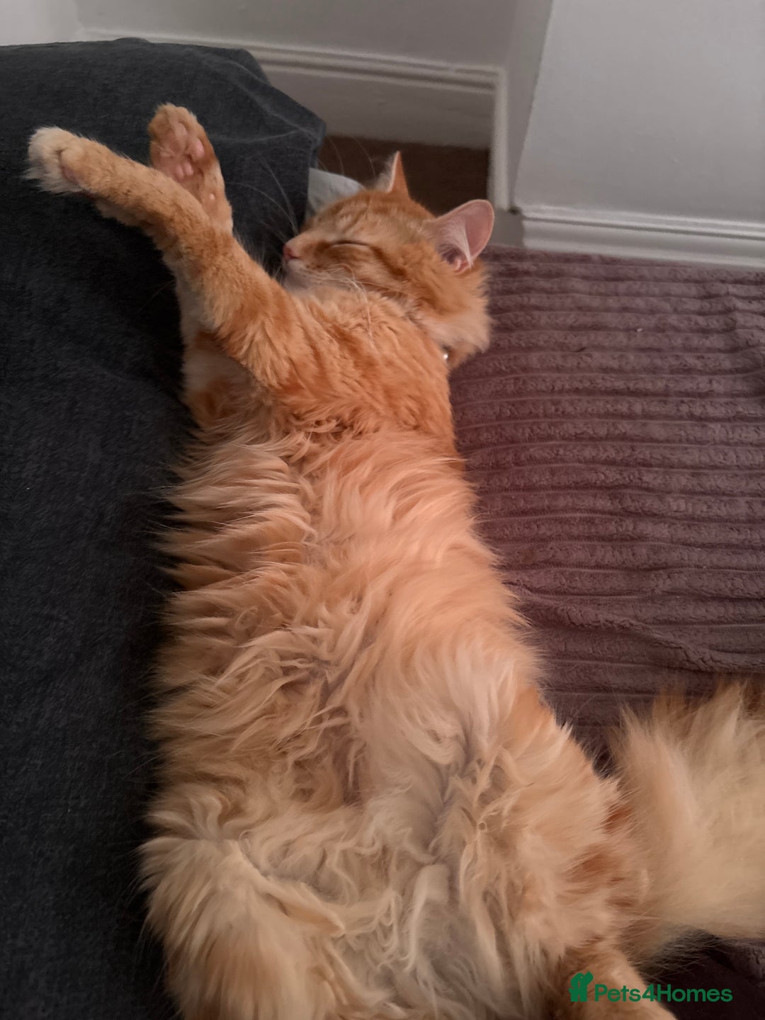 British Longhair cats for sale: Ginger Tom - Image 2