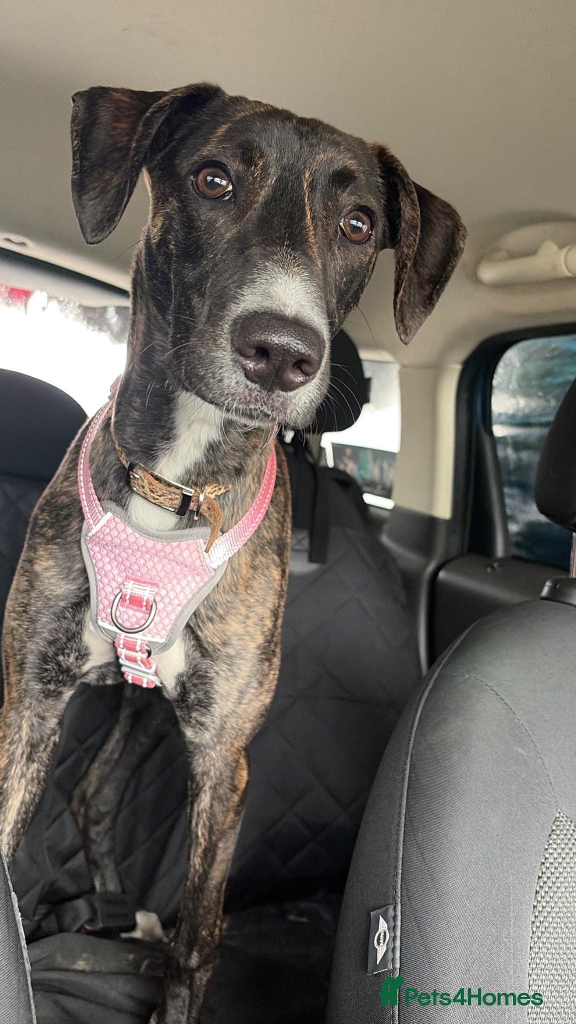 Mixed Breed dogs Dark bridle one year old greyhound cross - Advert 6
