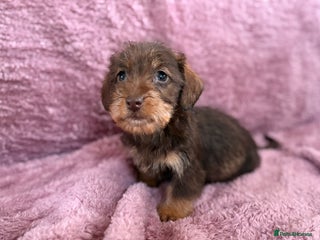 Dachshund dogs Kc miniature wire hair dachshunds - Advert 2