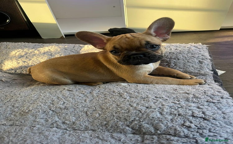 French Bulldog dogs Gorgeous french bulldogs - Advert 5