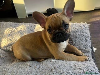 French Bulldog dogs Gorgeous french bulldogs - Advert 7