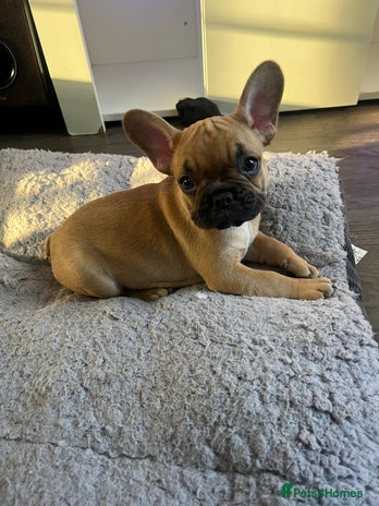 French Bulldog dogs Gorgeous french bulldogs - Advert 5