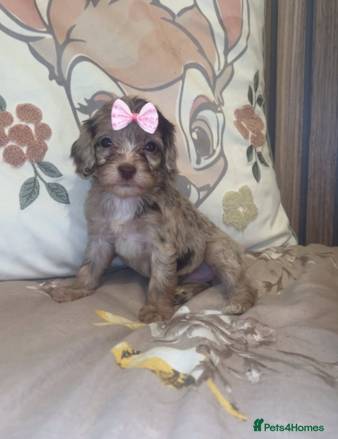 Cockapoo dogs for sale: Miniature toy poodle cockapoos available soon ❤️ - Image 8