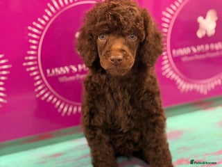 Standard Poodle dogs 3 GORGEOUS boys available KC registered S. Poodle - Advert 2
