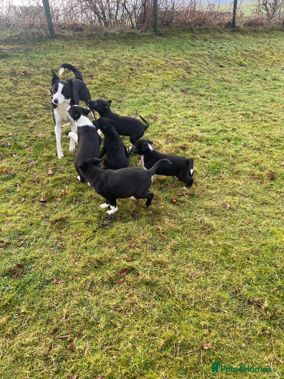 Mixed Breed dogs for sale: Beautiful Kelpie X Border Collie Puppies For Sale - Advert 15