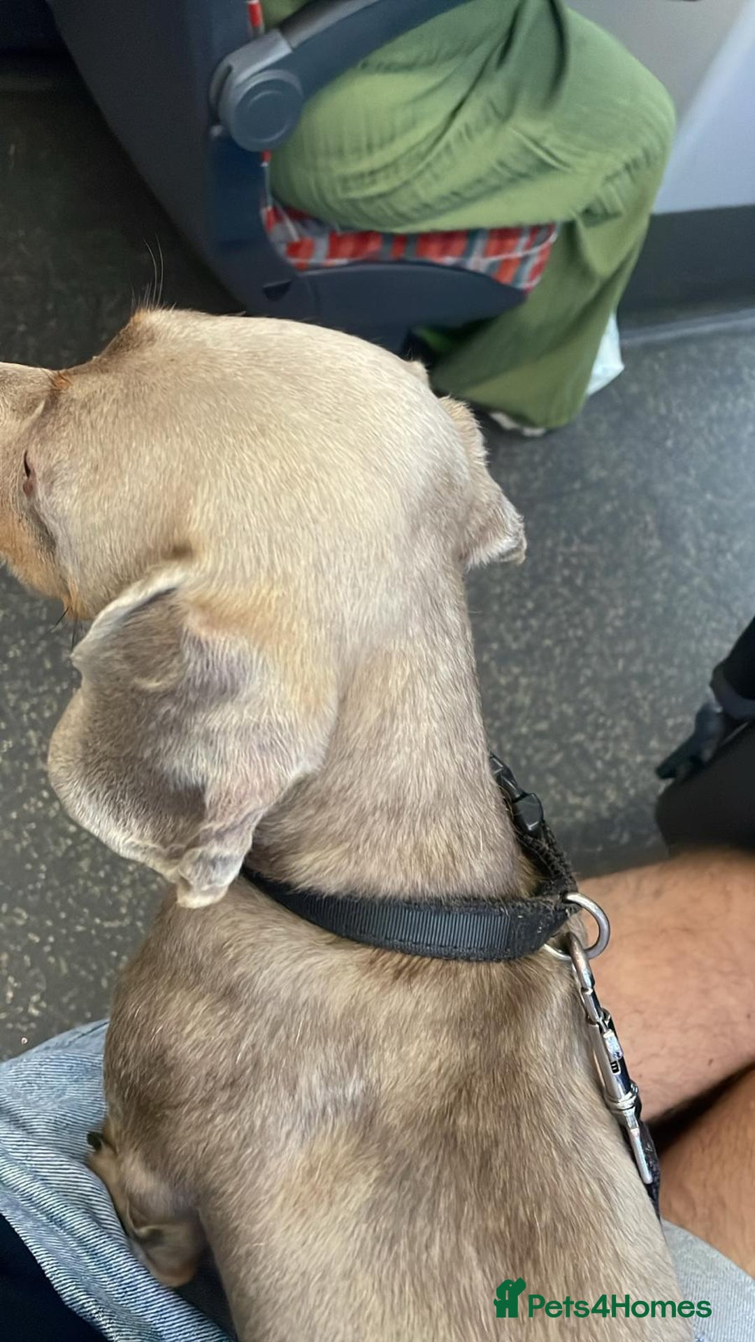 Dachshund dogs for sale: Beautiful Dachshund Looking for a Loving Home - Advert 2