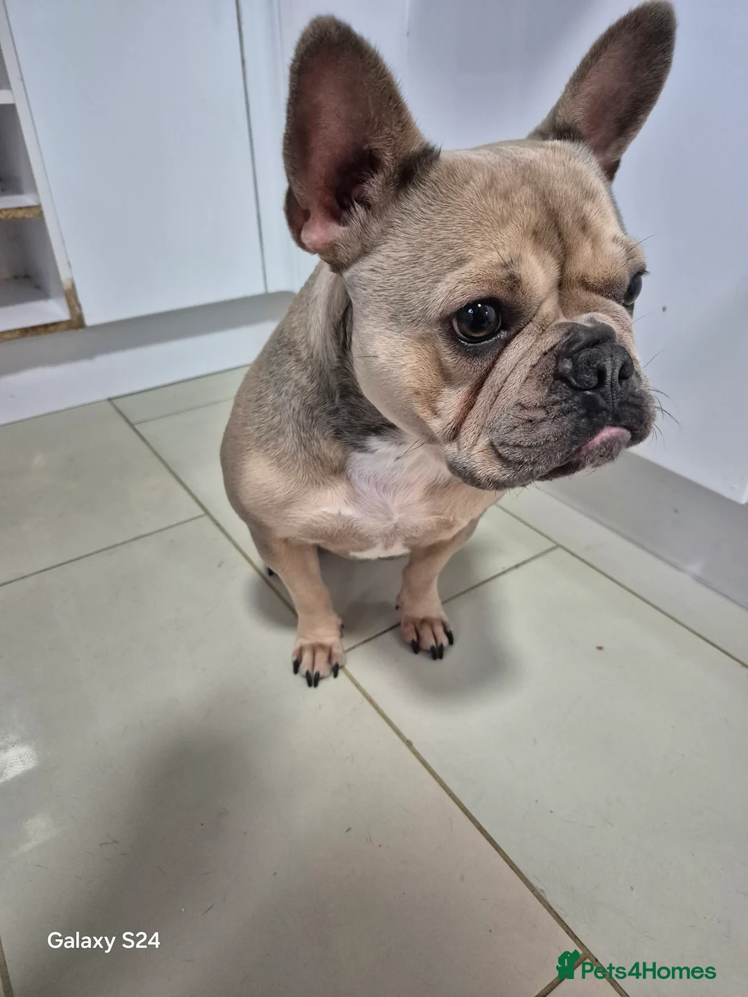 French Bulldog dogs for sale: Female French bulldog - Advert 3