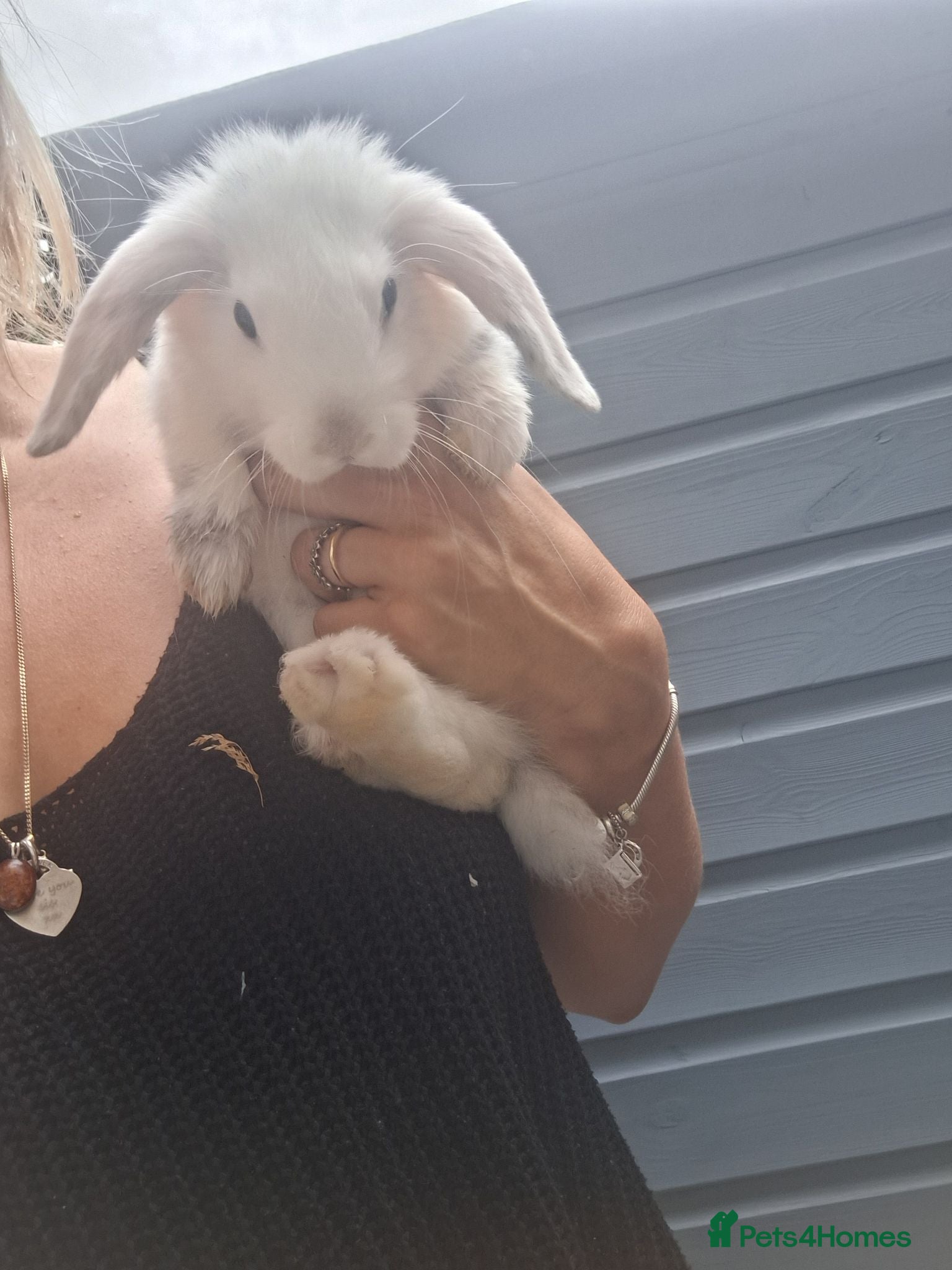 Mini Lop rabbits Mini lop babies ** Ready now ** - Advert 2