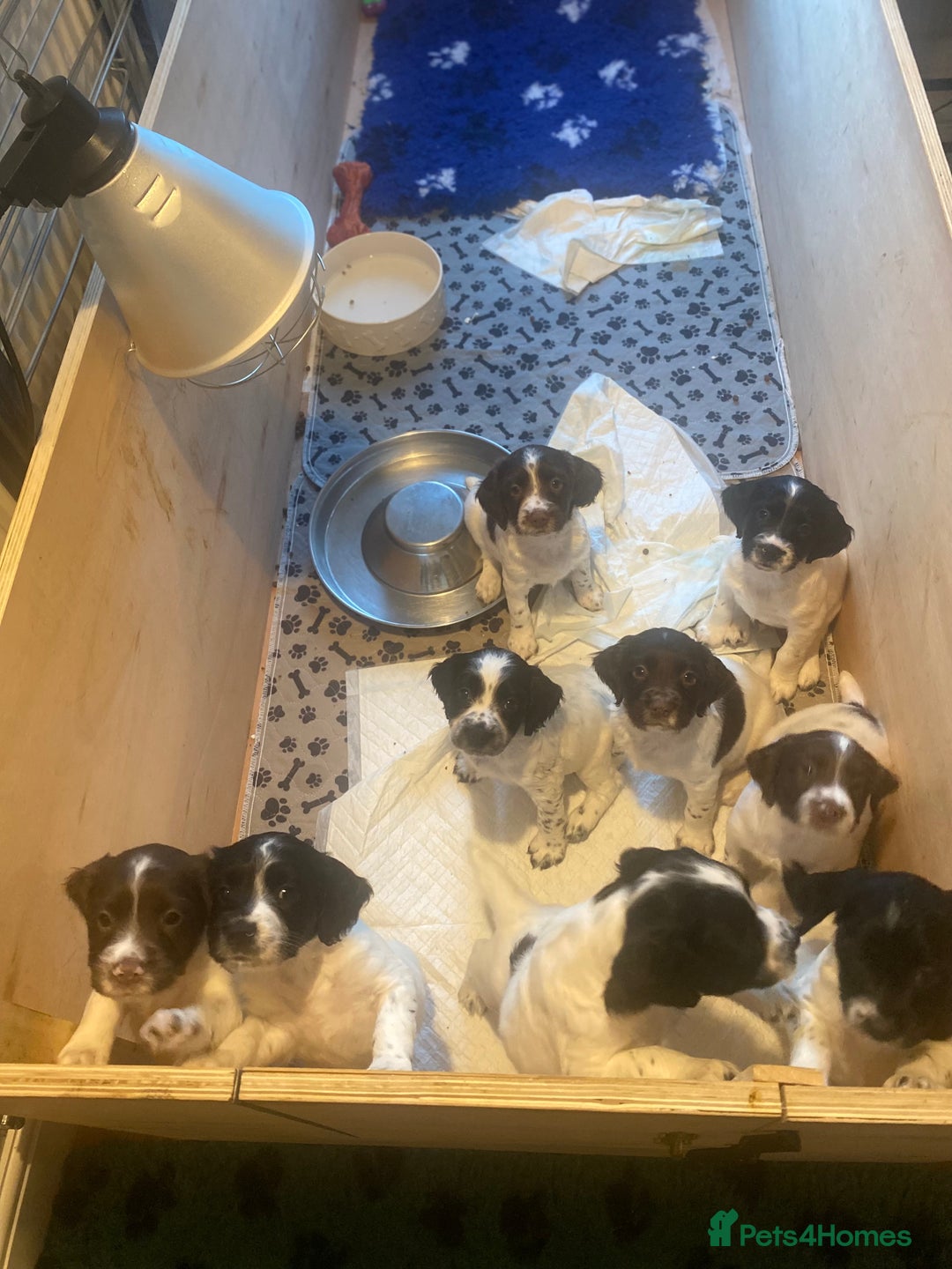 English Springer Spaniel dogs for sale: Springerspaniel puppies🐶 - Image 6