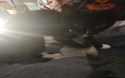 Bengal cats for sale: kitten for free  - Image 3