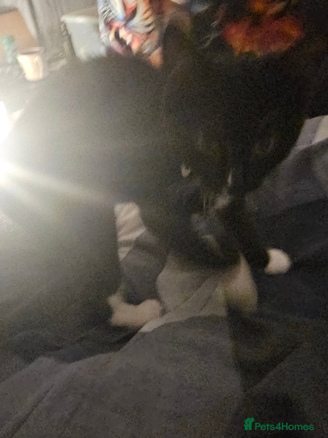 Bengal cats for sale: kitten for free  - Image 3