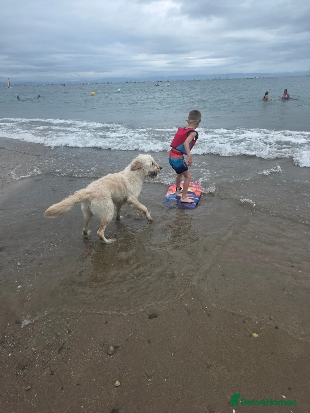 Goldendoodle dogs for sale: Beautiful 1 year old goldendoodle for adoption  - Advert 2