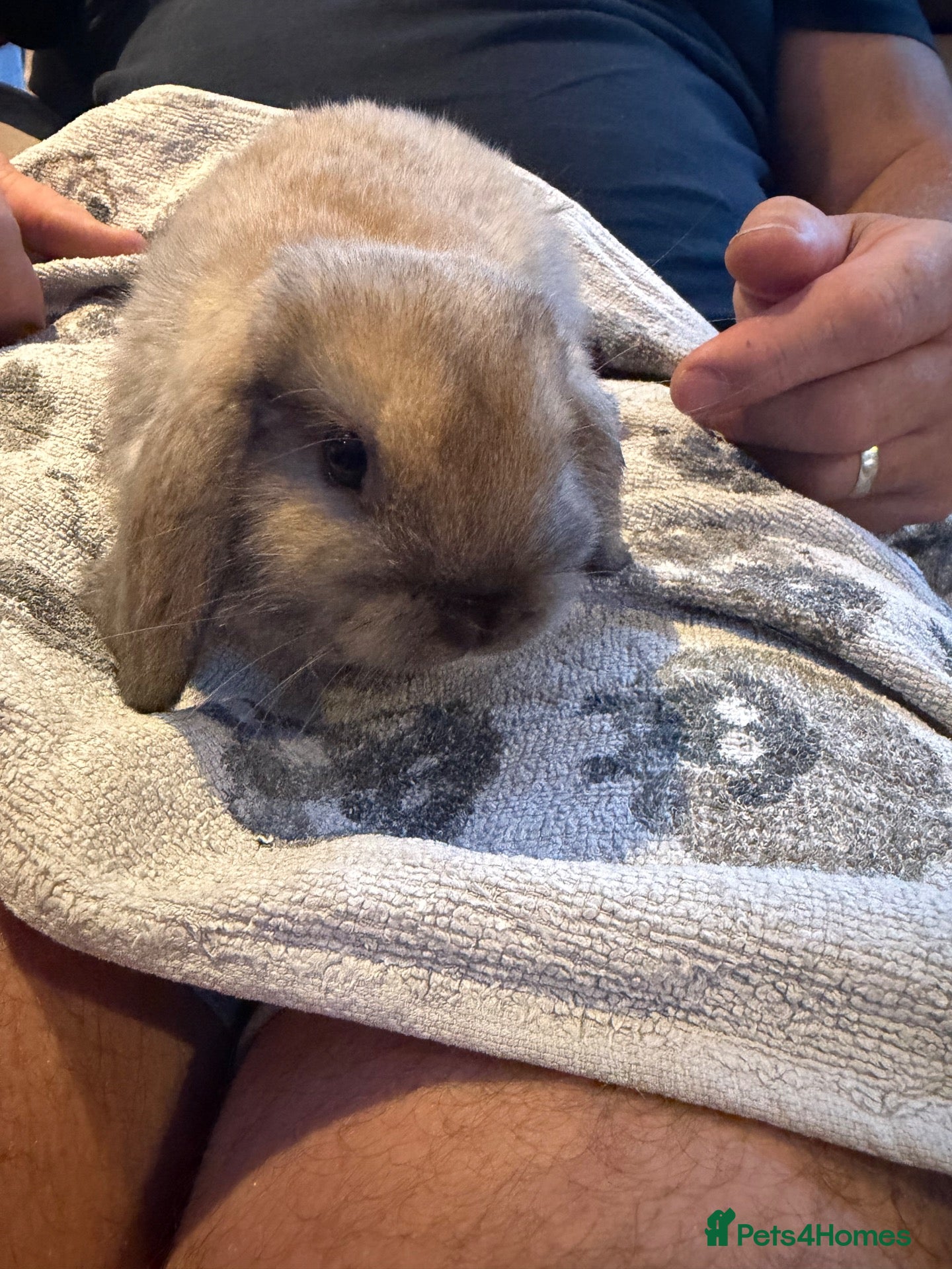 Mini Lop rabbits Minilops  - Advert 21