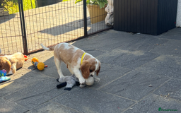 Cavalier King Charles Spaniel dogs for sale: Cavalier King Charles Spaniel  - Image 5