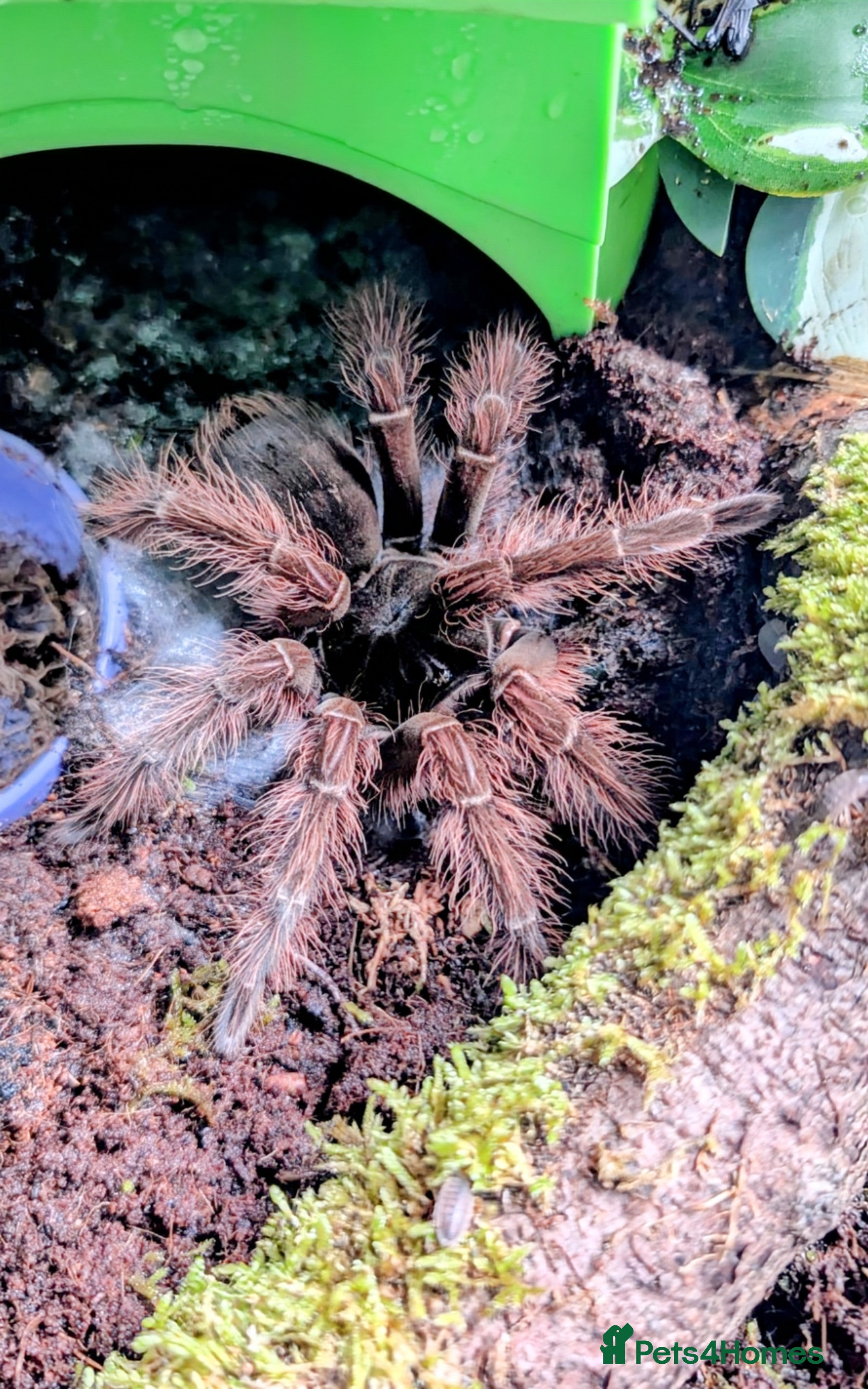 Tarantulas invertebrates Theraposa Blondi (Goliath bird eater tarantula) - Advert 4