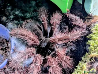 Tarantulas invertebrates Theraposa Blondi (Goliath bird eater tarantula) - Advert 4