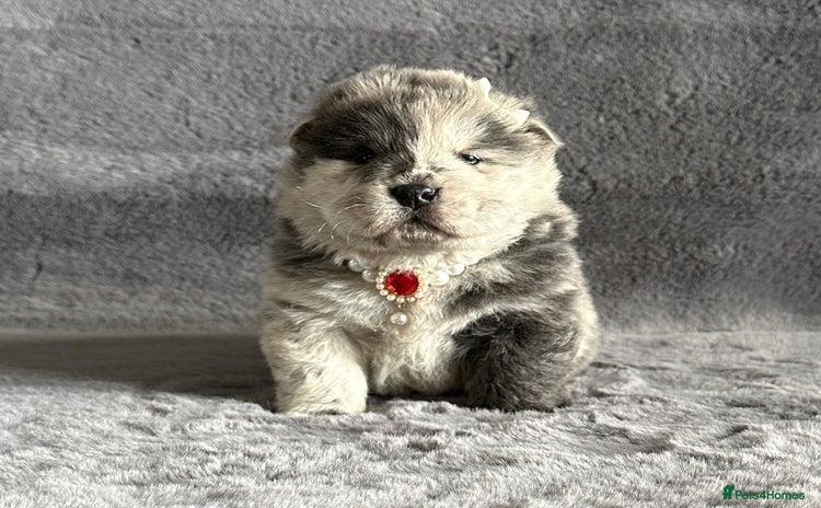 Chow Chow dogs - Advert 1