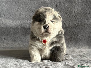 Chow Chow dogs - Advert 1