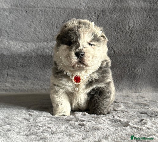 Chow Chow dogs - Advert 1