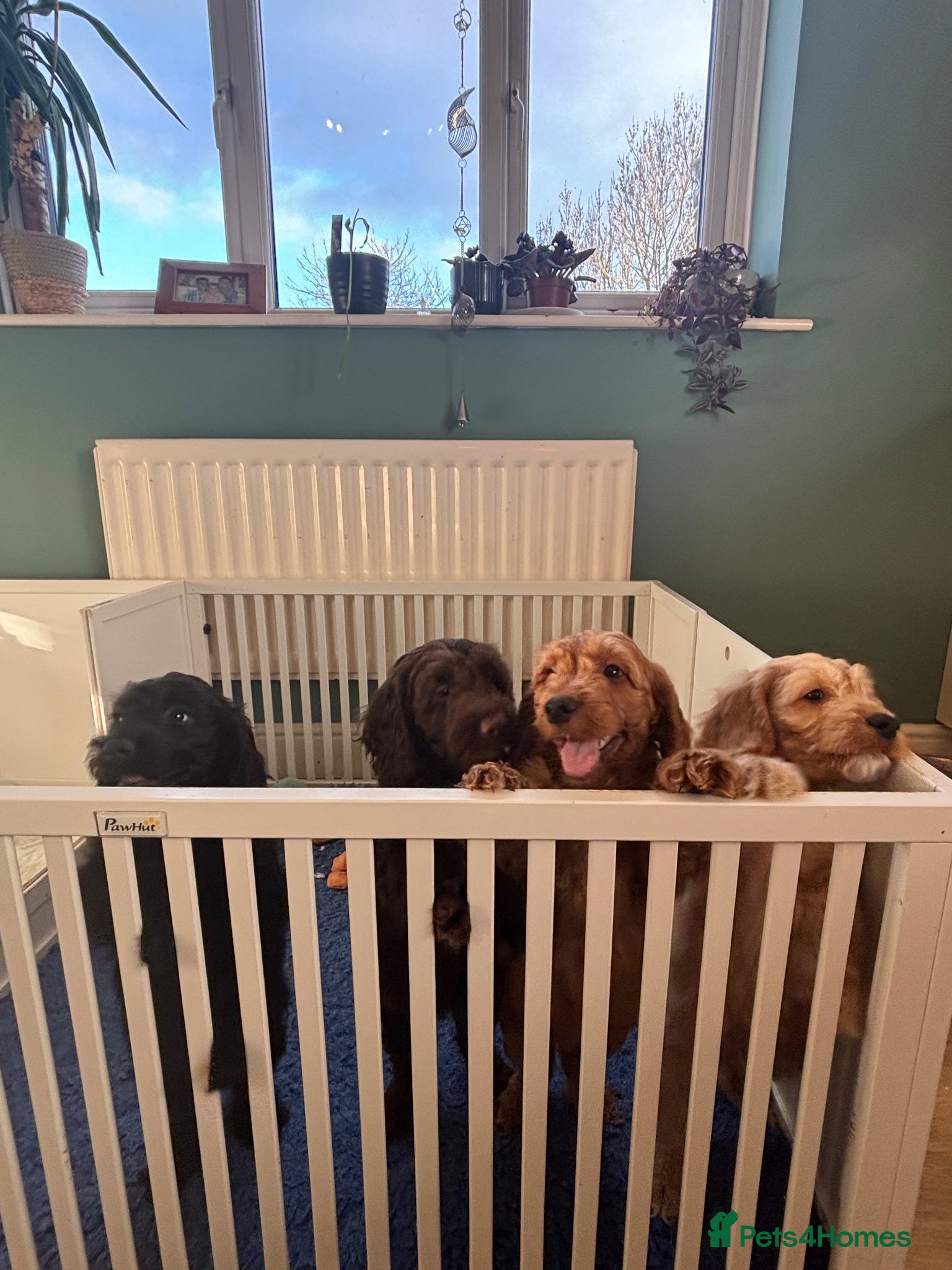 Cockapoo dogs Beautiful F1 Cockapoo puppies  - Advert 14