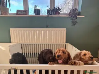 Cockapoo dogs Beautiful F1 Cockapoo puppies - Advert 14