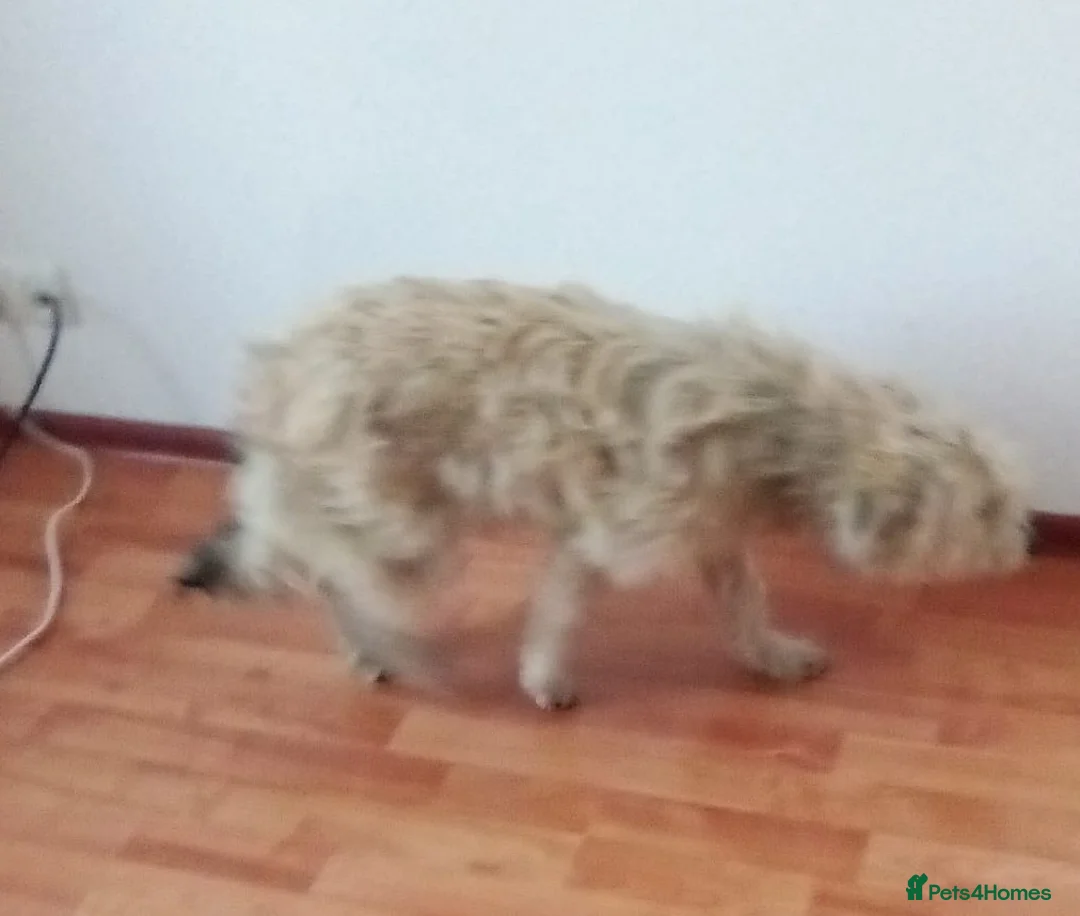 Mixed Breed dogs for adoption: ❄️SNOW-DROP❄️ - a gentle soul with a hopeful heart - Advert 5