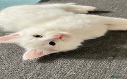 Turkish Angora cats for sale: Adorable 8-Week-Old Kittens Ready Now 🐾 - Image 7